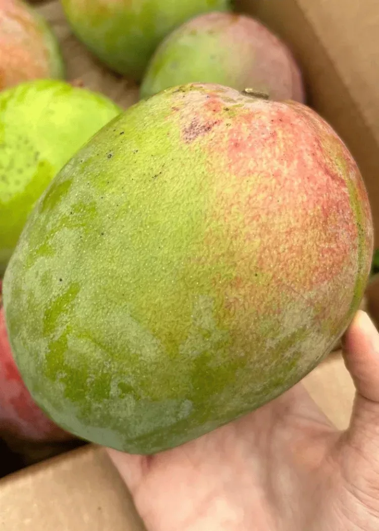 Super Alphonso Mango Tree