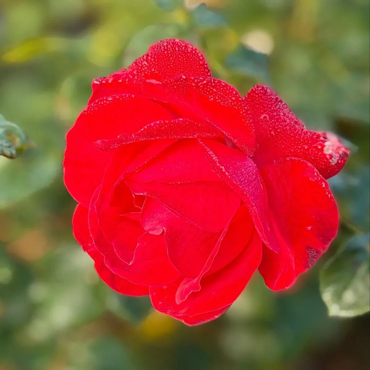 Super Hero Rose