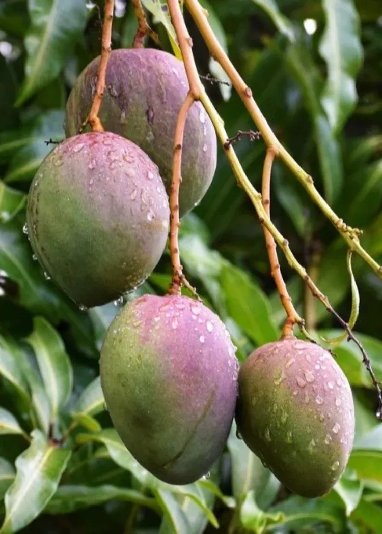 Super Julie Mango Tree
