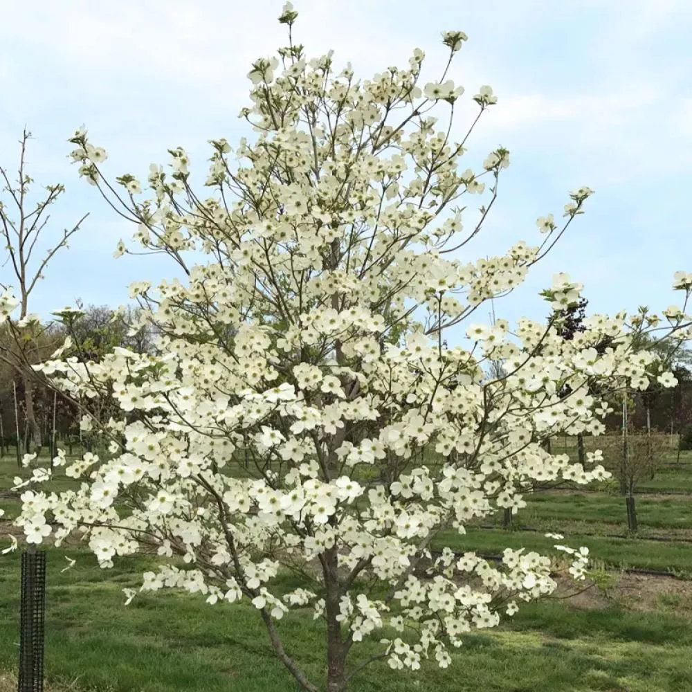 Super Princess Dogwood #5 White Blooms
