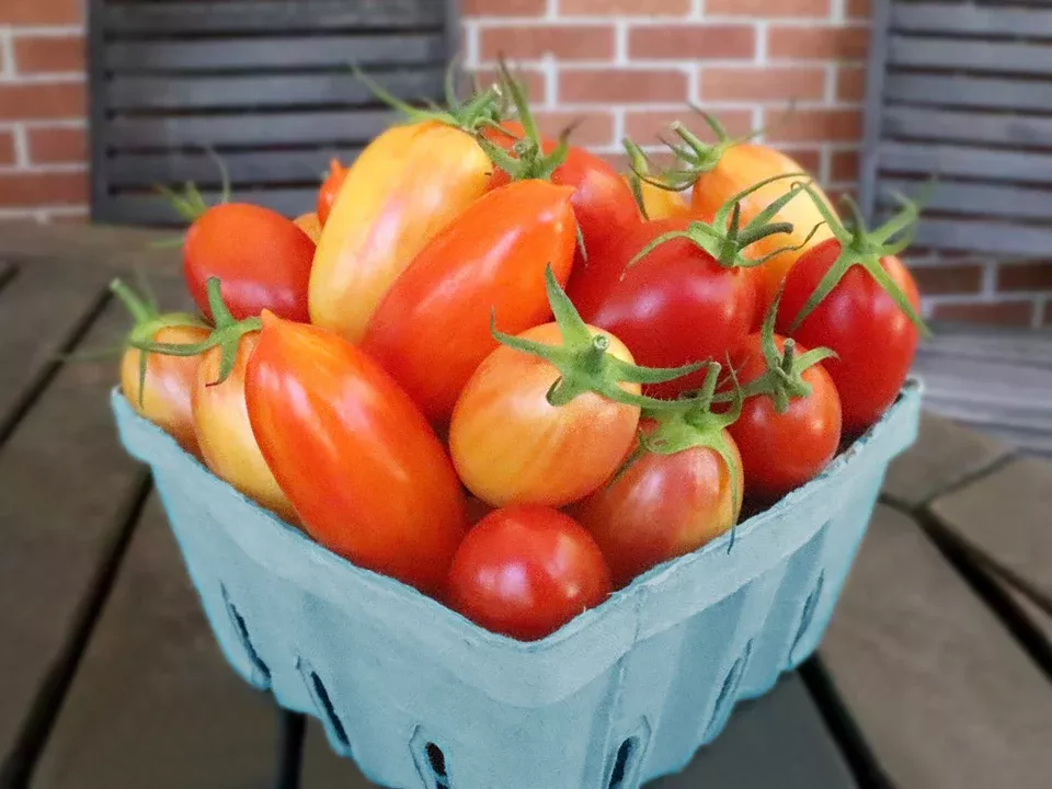 Super Snacks Organic Tomato Seed Mix