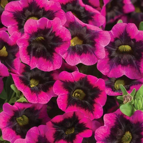 Superbells Blackcurrant Punch™ Calibrachoa hybrid PW