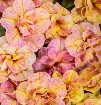 Superbells Magic Double Grapefruit Calibrachoa