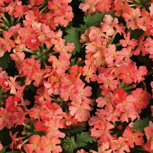 Superbena Peachy Keen Verbena hybridPW