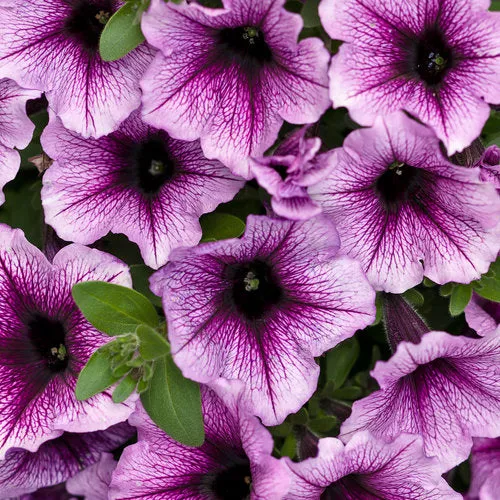 Supertunia Bordeaux™ Petunia hybrid PW