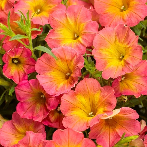 Supertunia Persimmon Petunia hybrid PW