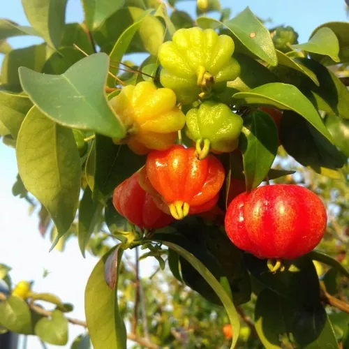 Surinam Cherry (Anh Đào 6 múi)