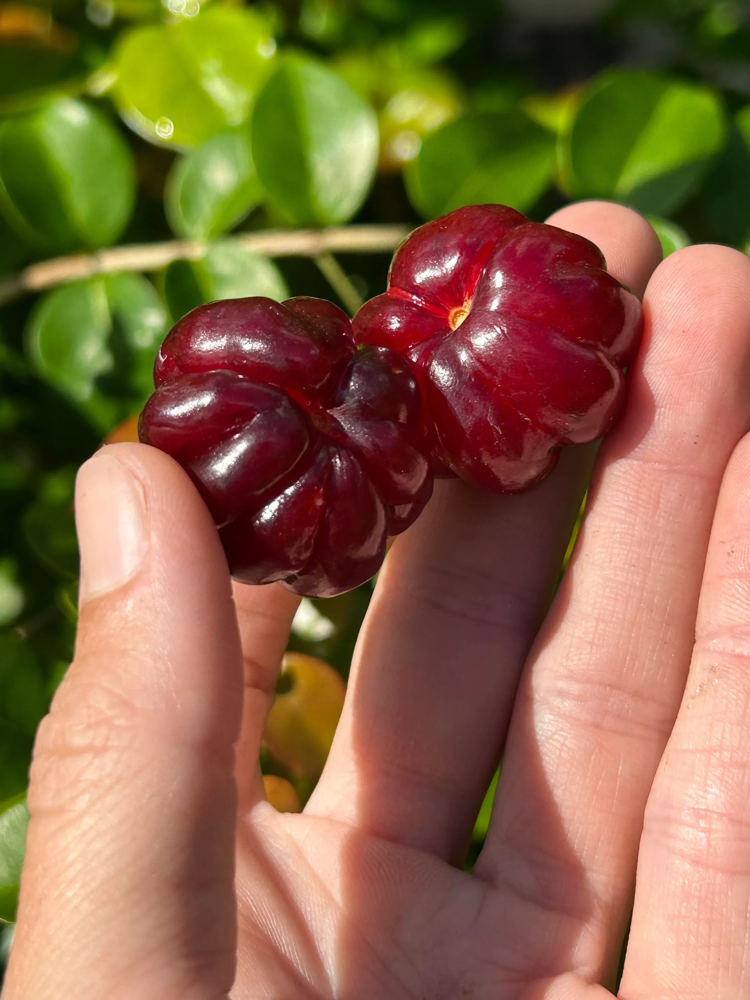 Surinam Cherry Tree 'Zill Dark'