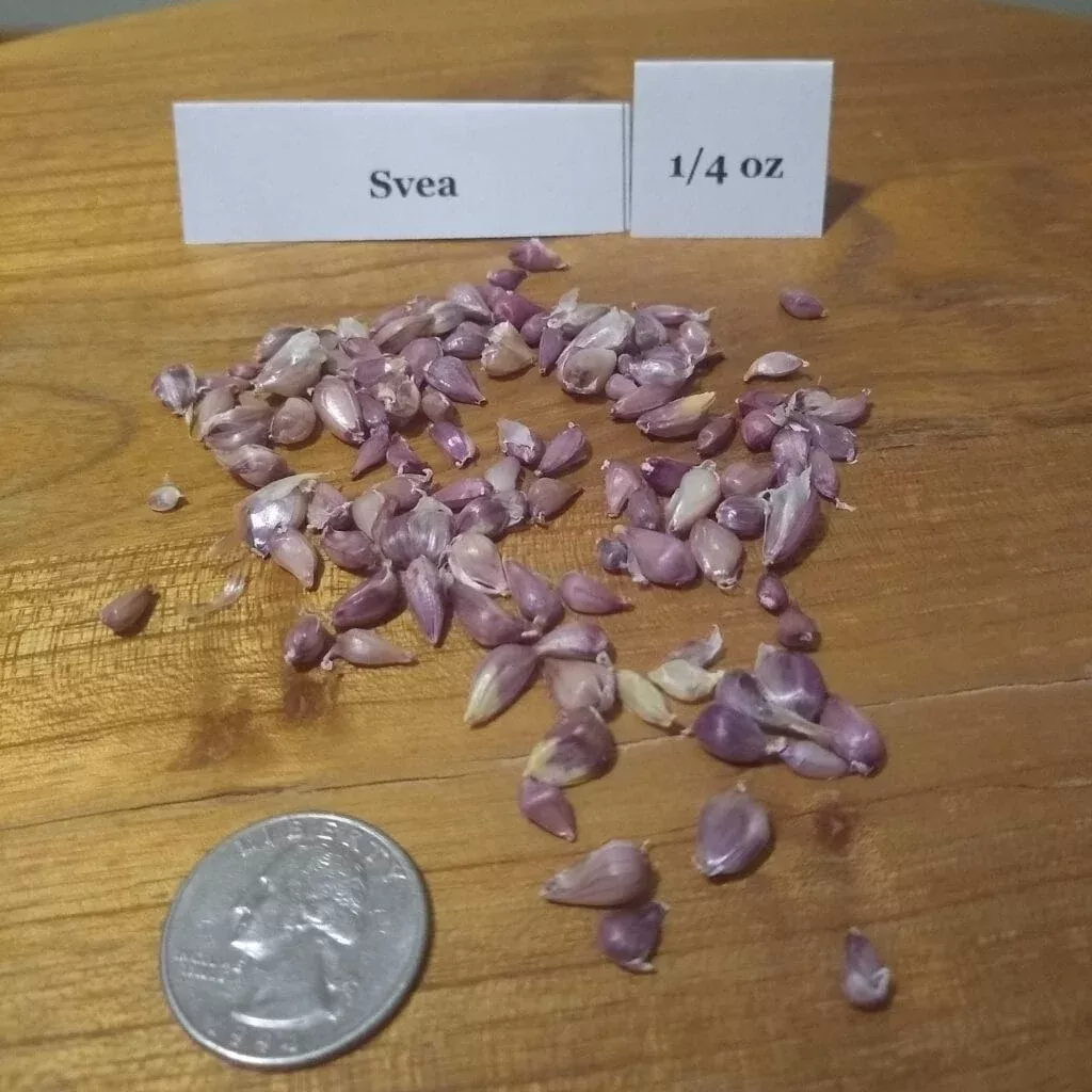Svea