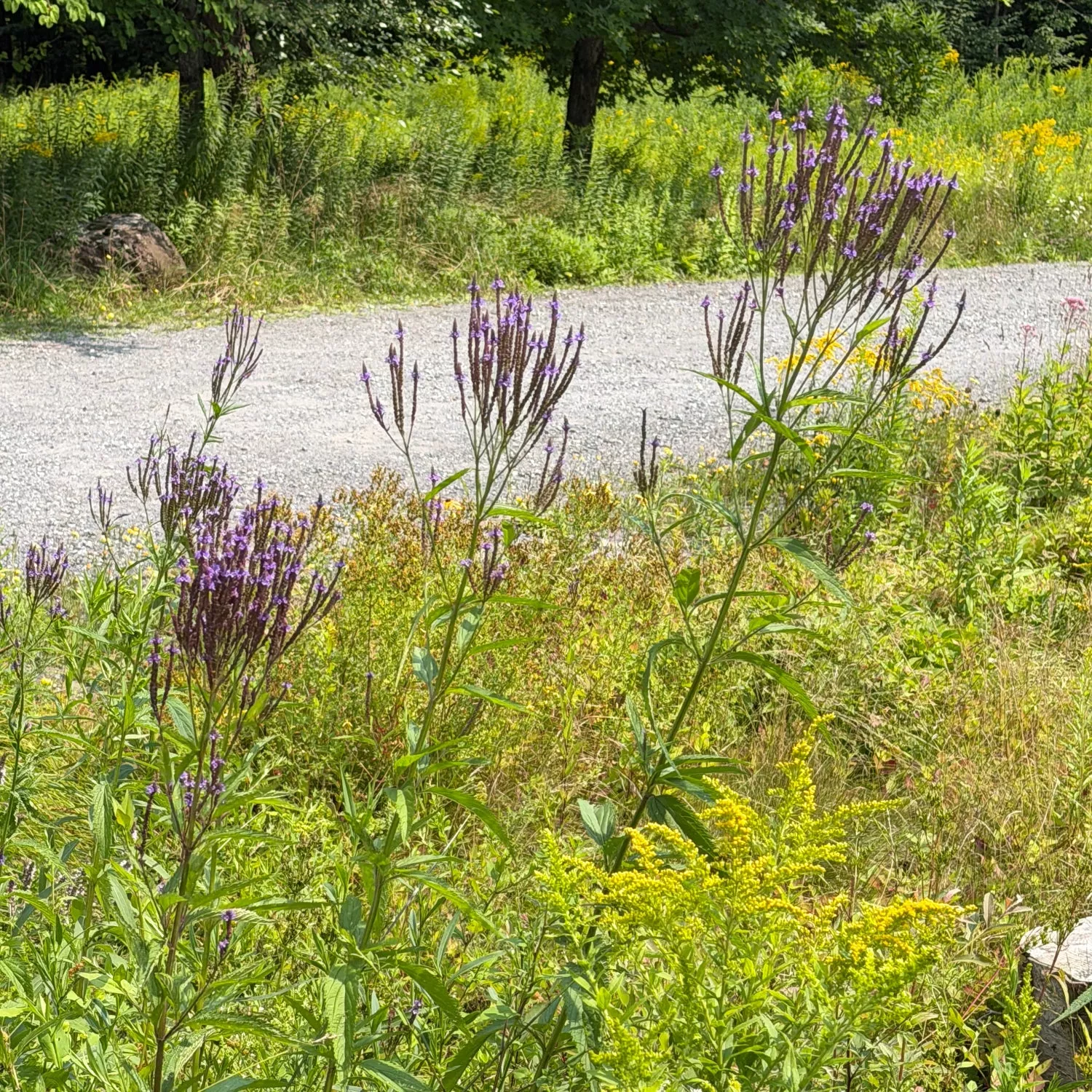 Swamp Verbena