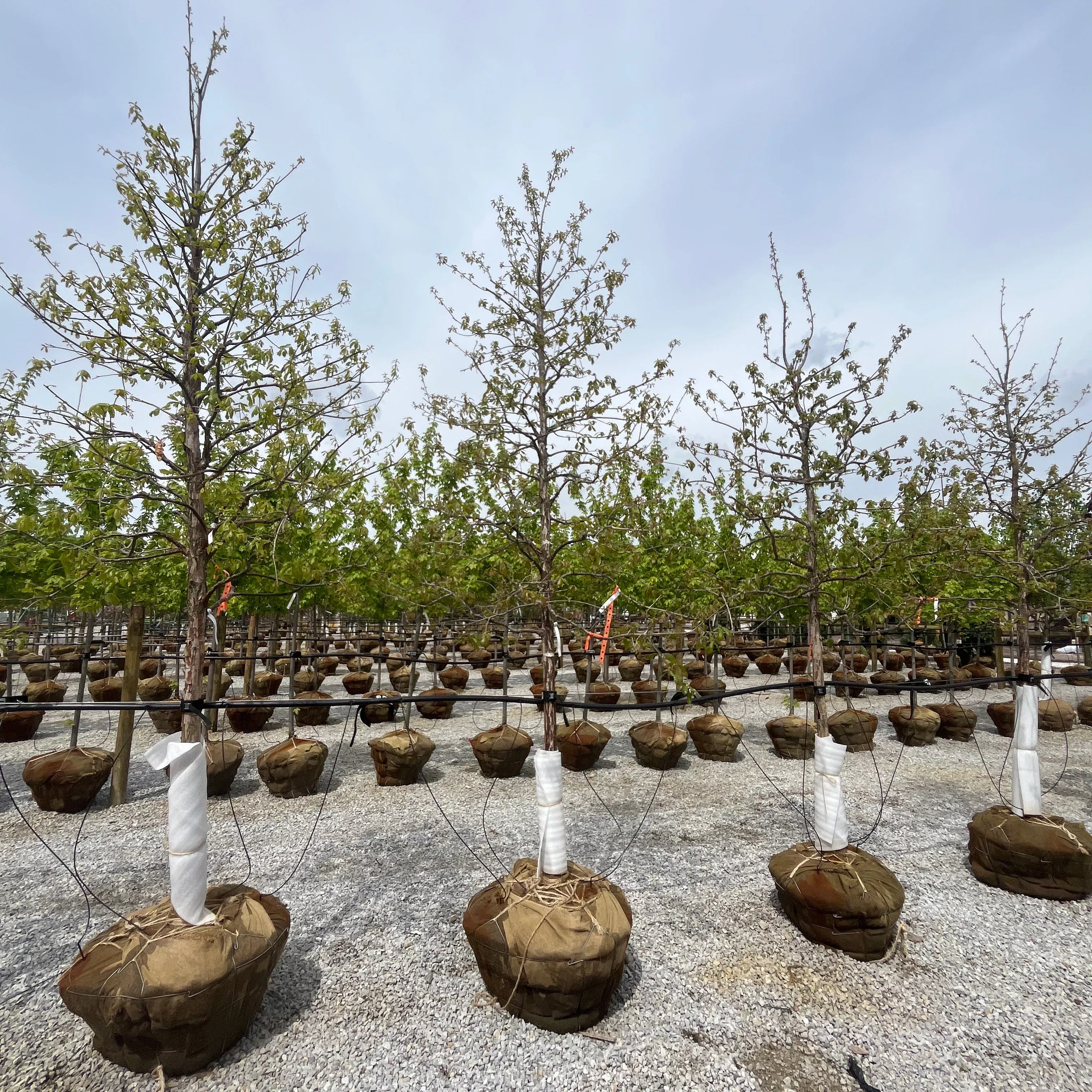 Swamp White Oak - Quercus bicolor - Ball & Burlap Tree (Multiple Sizes)