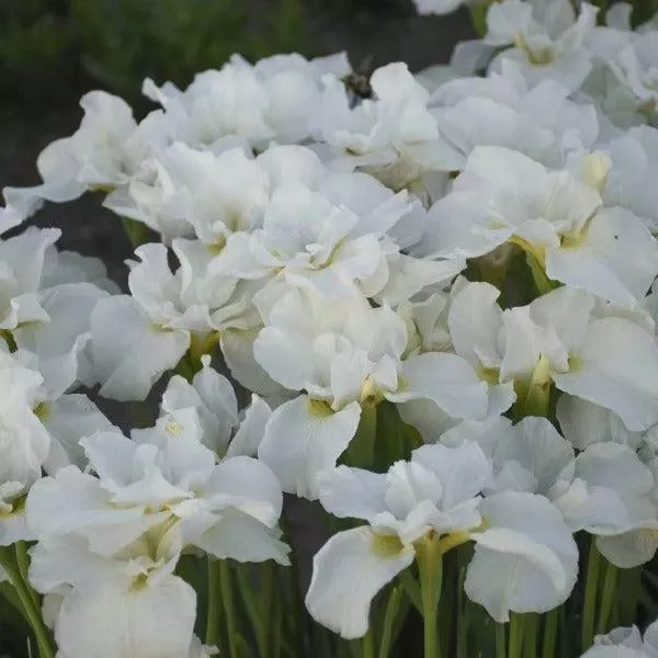 Swans In Flight Siberian Iris