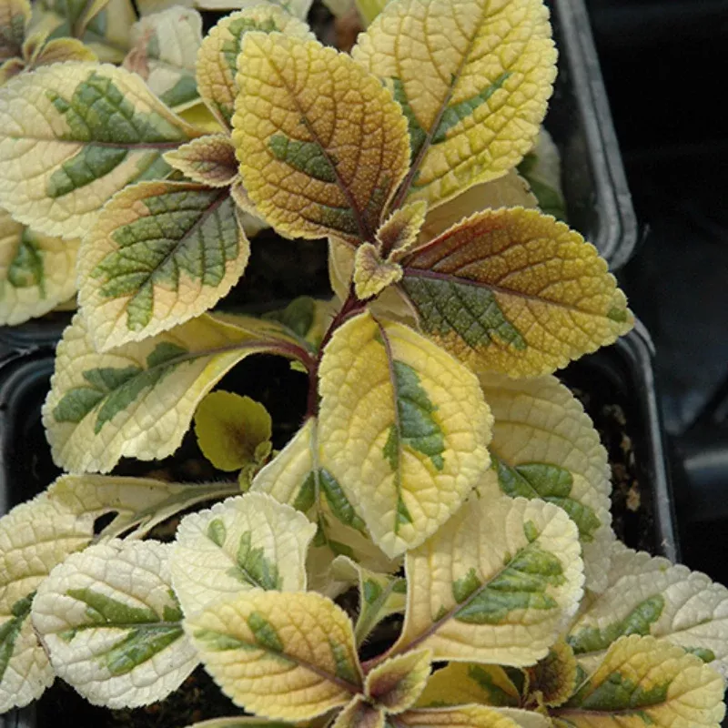 Swedish Ivy Gold Plant Plug (Plectranthus ciliatus) – Upright Growth with Bright Green-Gold Leaves for Indoor or Patio.