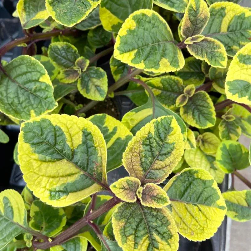 Swedish Ivy Guacamole Plant Plug (Plectranthus 'Guacamole') – Rich Green Foliage with Lemon Scent for Low-Maintenance Decor.