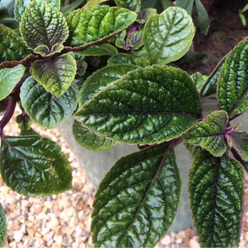 Swedish Ivy Purple Plant Plug (Plectranthus australis 'Purple') – Trailing Vine with Purple Hues for Hanging Baskets & Planters