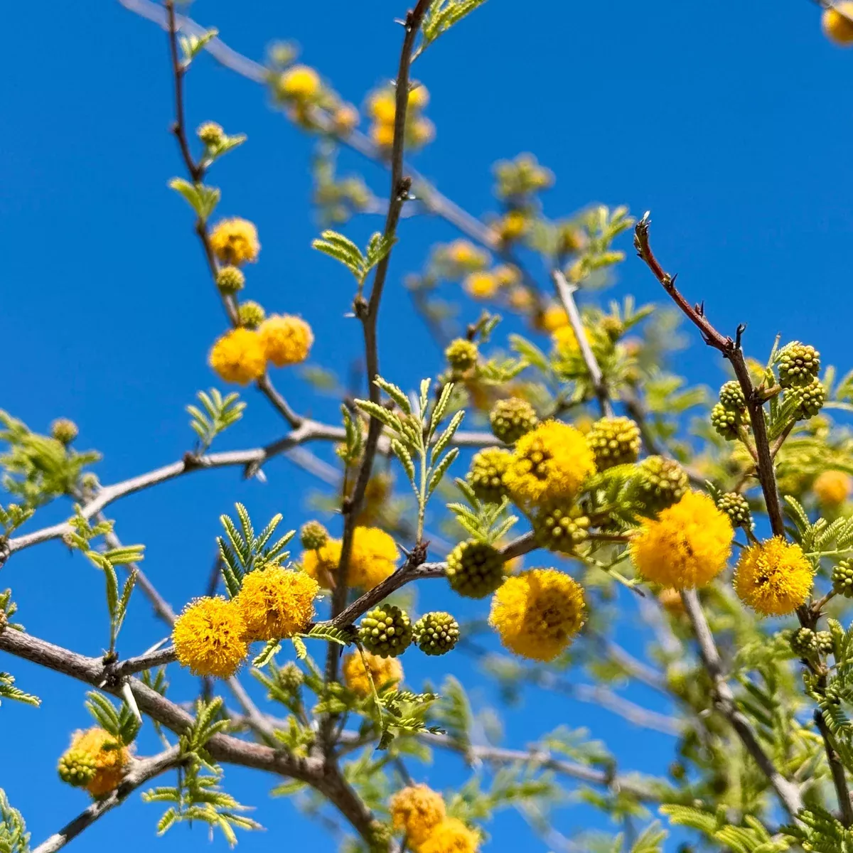 Sweet Acacia