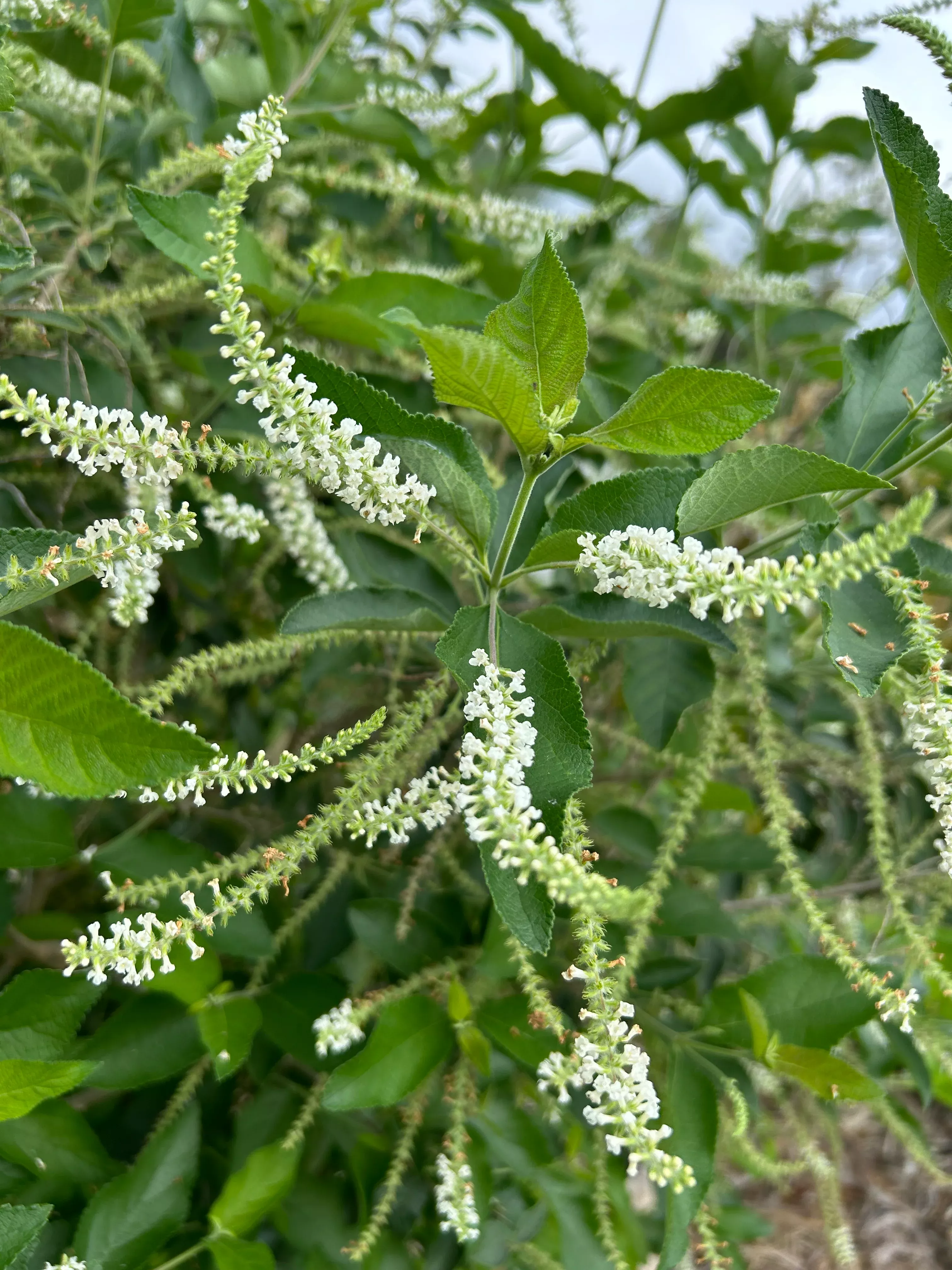 Sweet Almond Plant