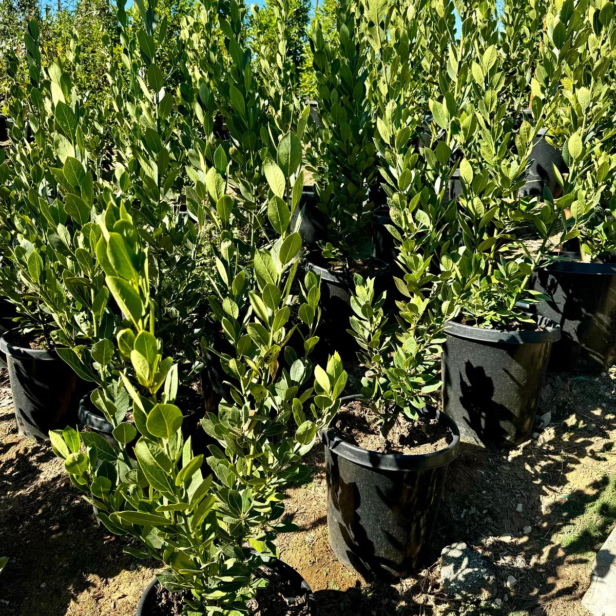 Sweet Bay Laurel Shrub