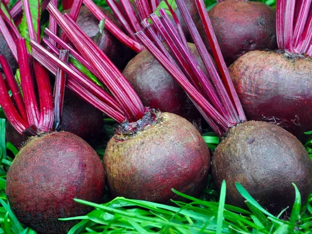Sweet Dakota Bliss Organic Beet Seeds