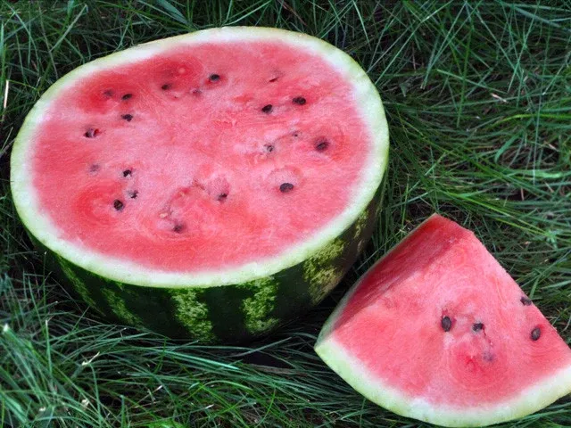 Sweet Dakota Rose Organic Watermelon Seeds