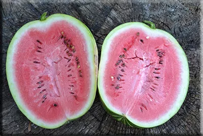 Sweet Dakota Rose Watermelon