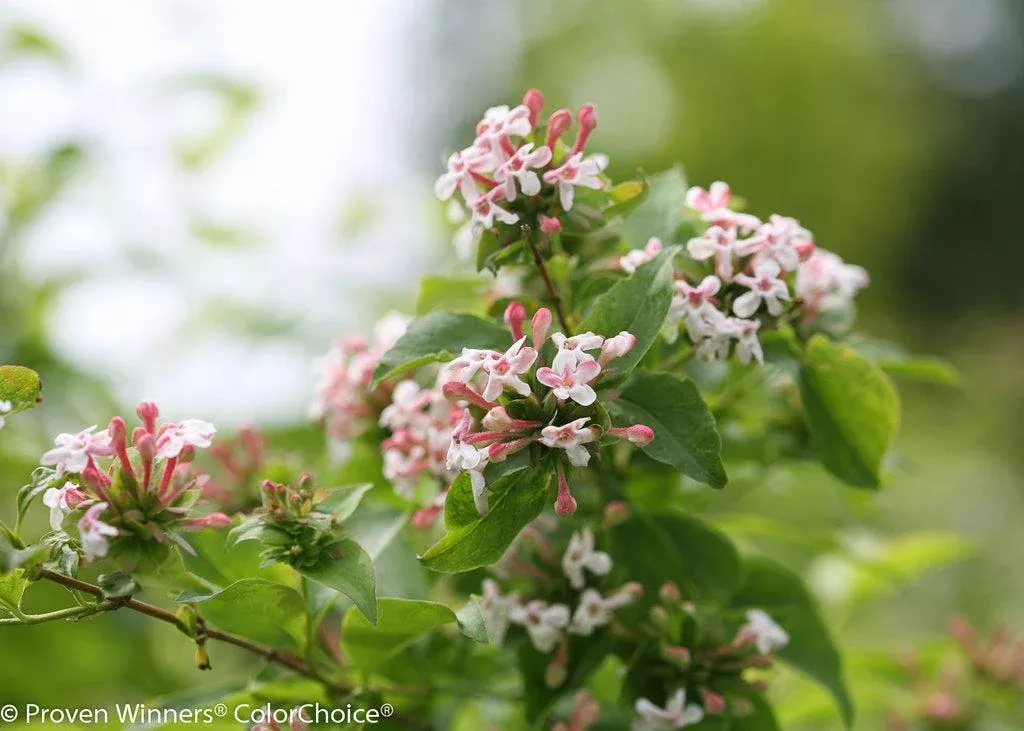 Sweet Emotion Abelia