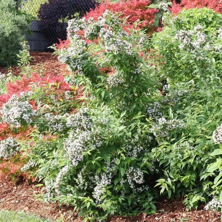 Sweet Emotion Blaze™ Hardy Abelia