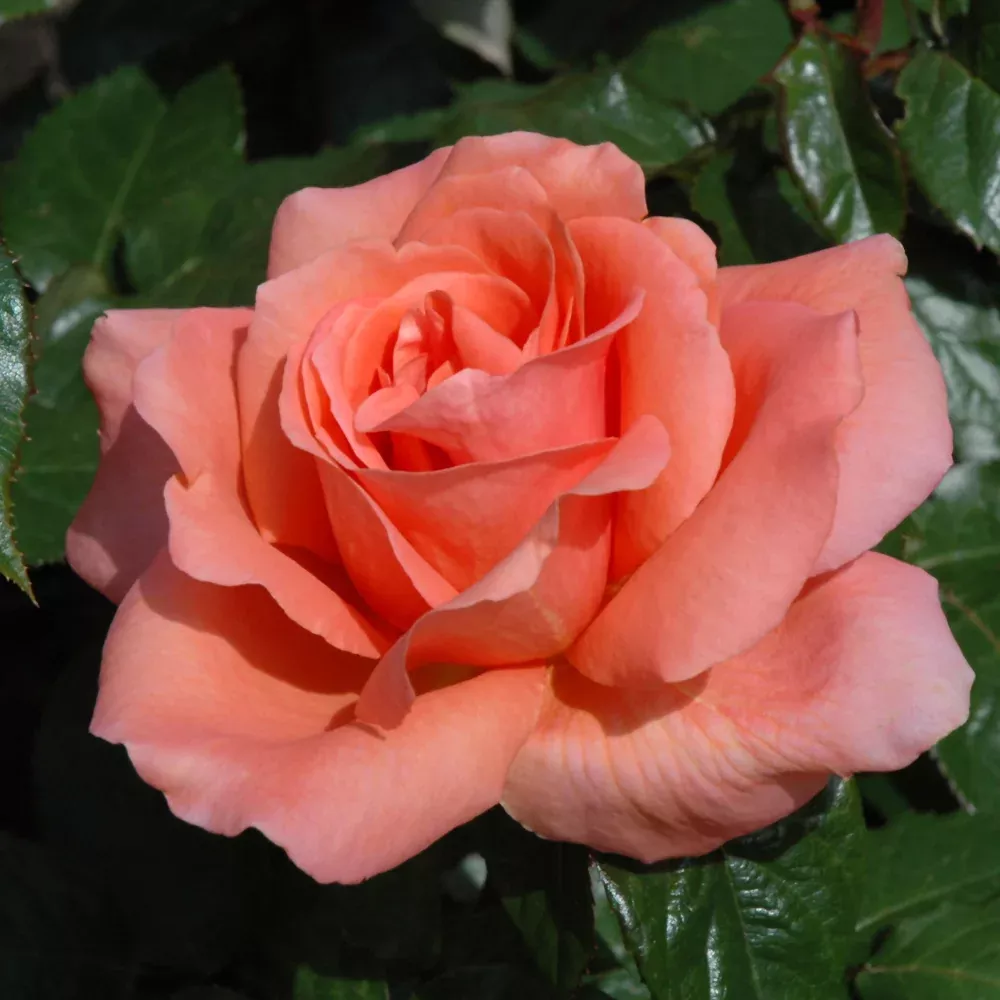 Sweet Fragrance Rose