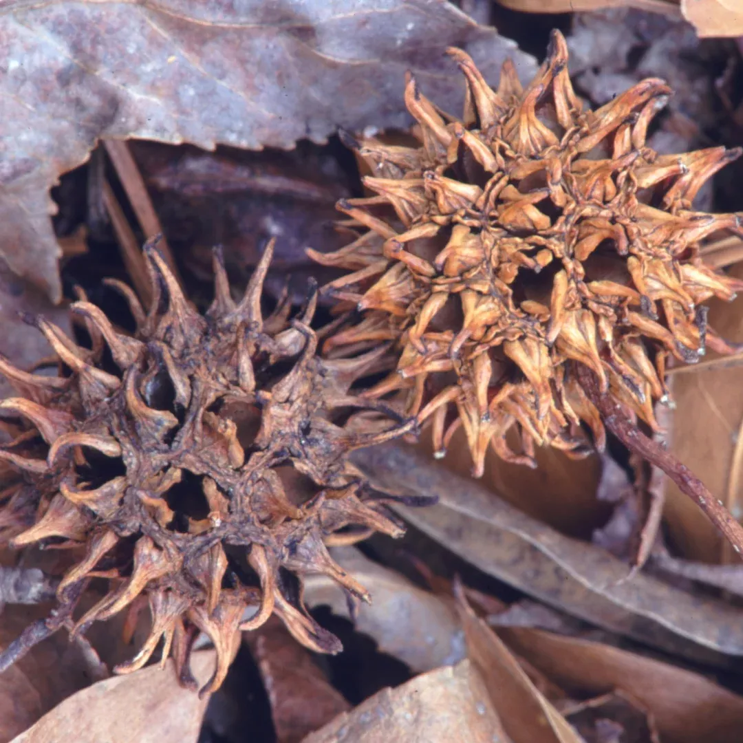 Sweet Gum Tree Seed Pods - 1 Quart Bag for Crafting, Terrariums, and Gardening