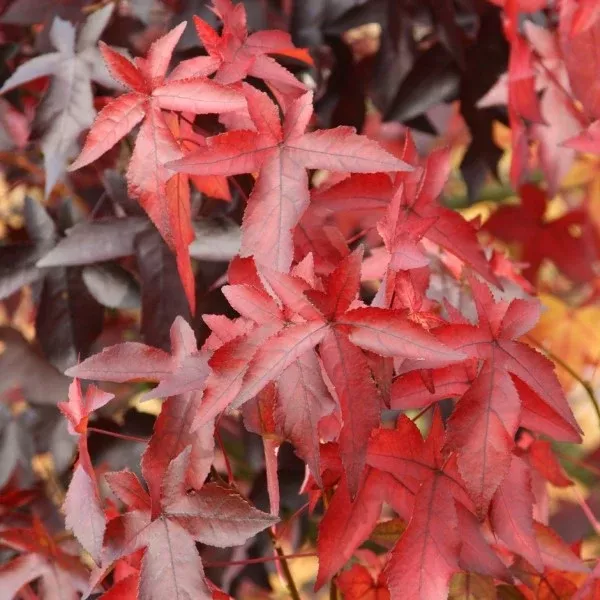Sweet Gum