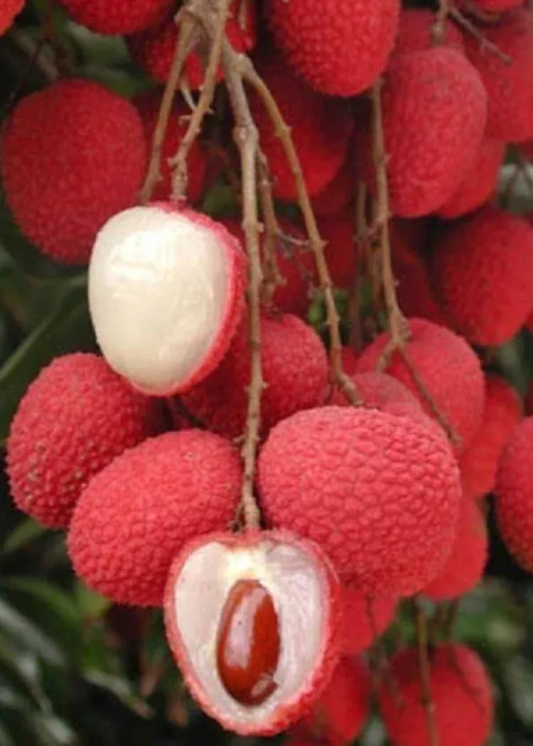 Sweet Heart Lychee Tree