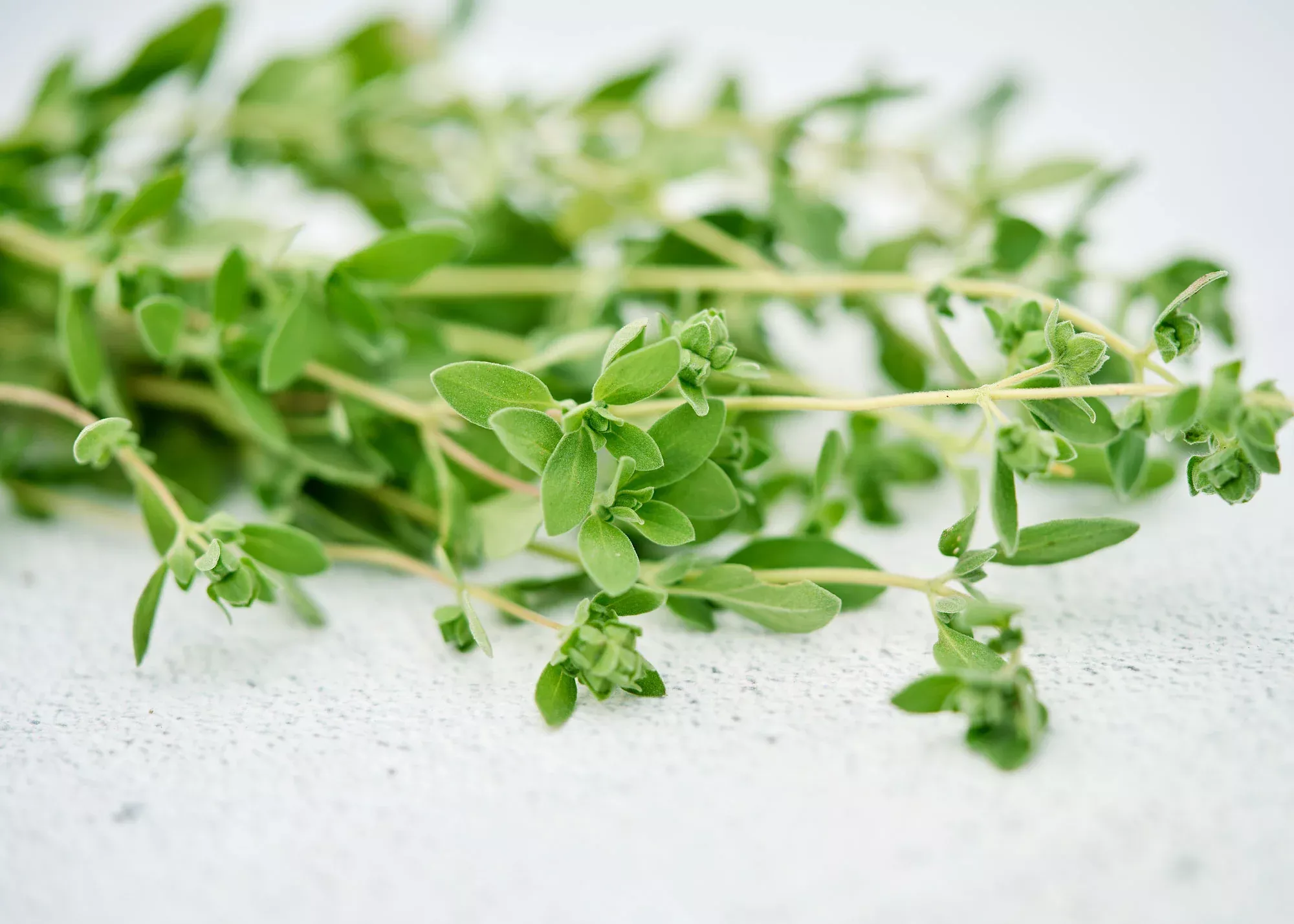 Sweet Marjoram - Herb Seeds
