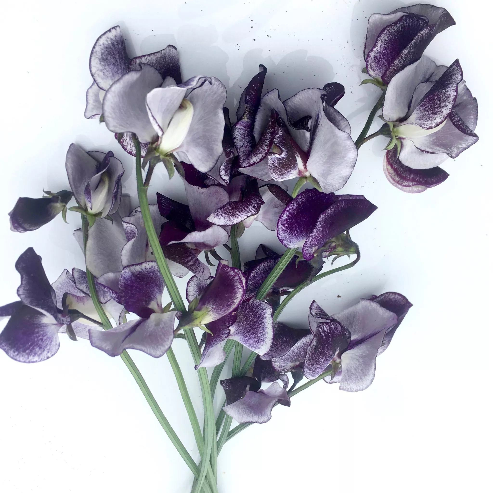 Sweet Pea – Nimbus