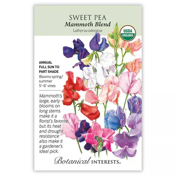 Sweet Pea seeds 'Mammoth'