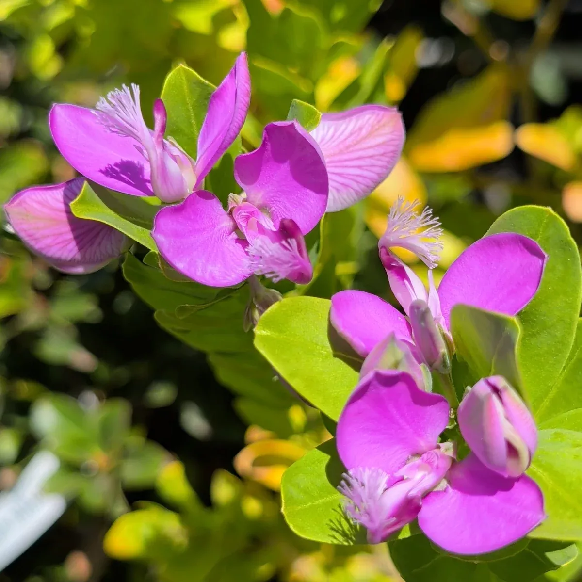 Sweet Pea Shrub