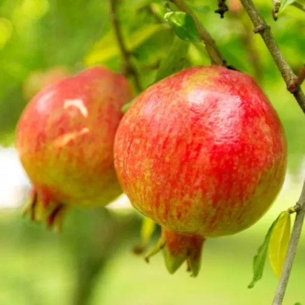 Sweet Pomegranate