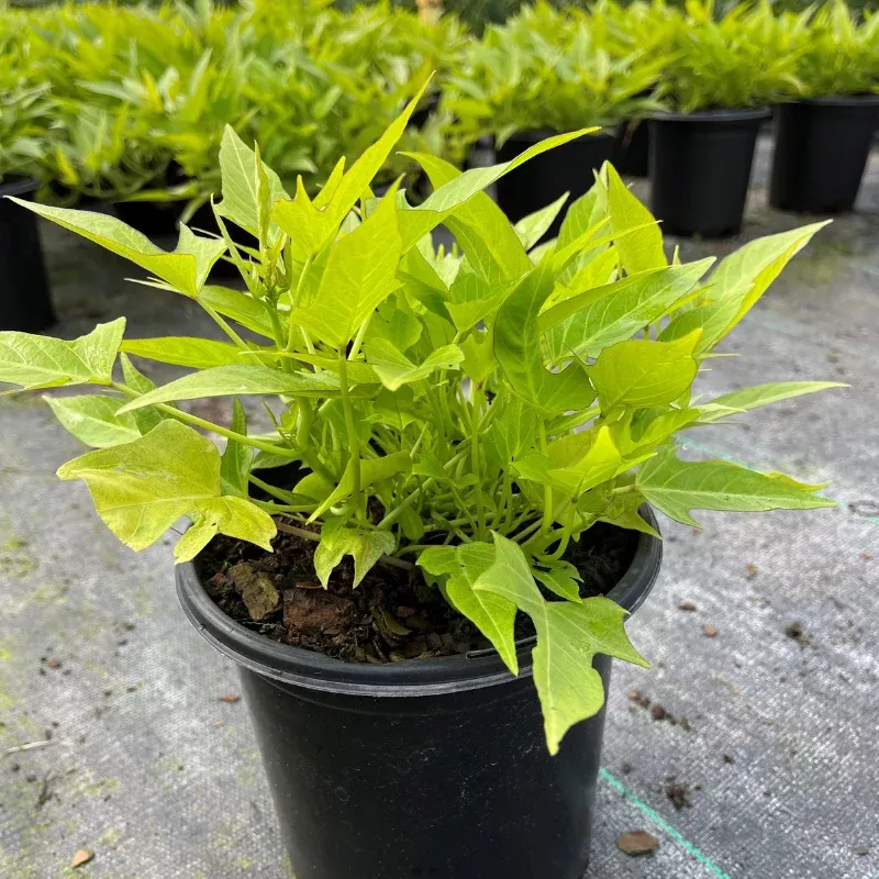 Sweet Potato Compact Margie Plant Plug (Ipomoea batatas 'Compact Margie') – Compact Vine with Striking Foliage for Small Spaces