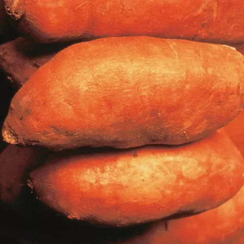Sweet Potato Edible Beauregrd