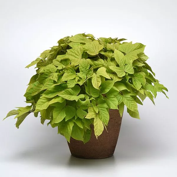 Sweet Potato Vine Solar Power Lime Heart