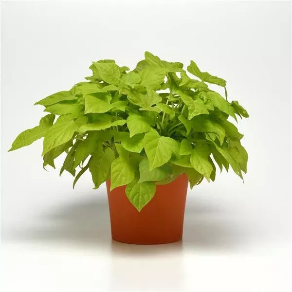 Sweet Potato Vine Spotlight Lime Heart