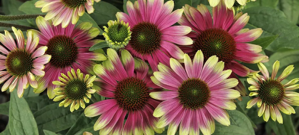 Sweet Sandia Coneflower