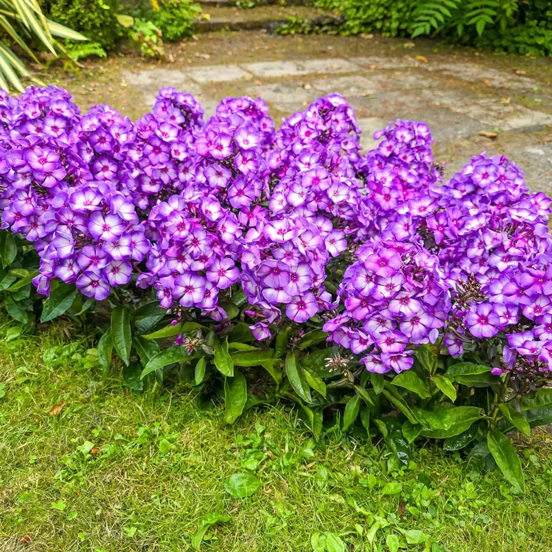 Sweet Summer Fantasy Phlox