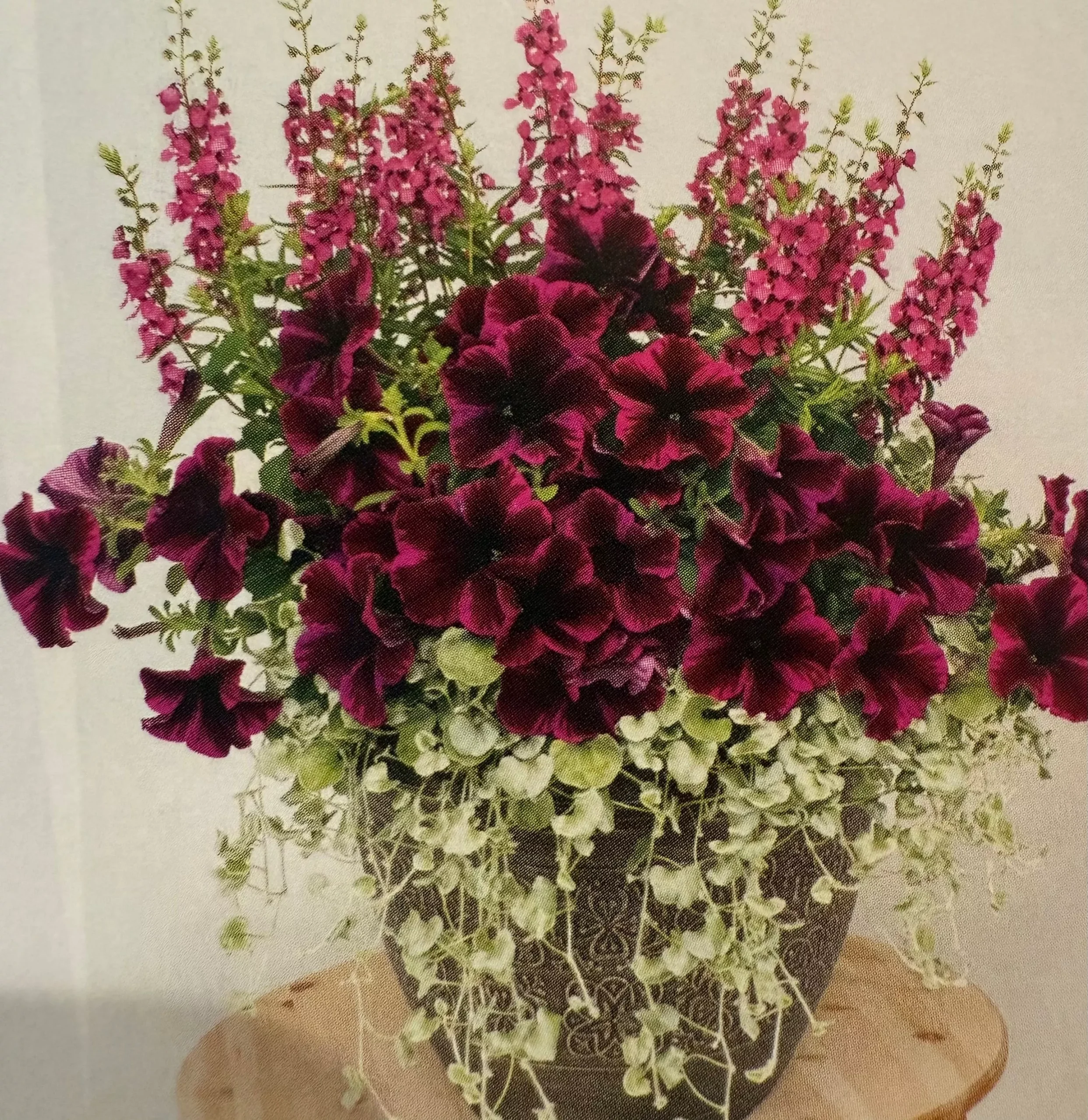 Sweet Velour Mixed Pot