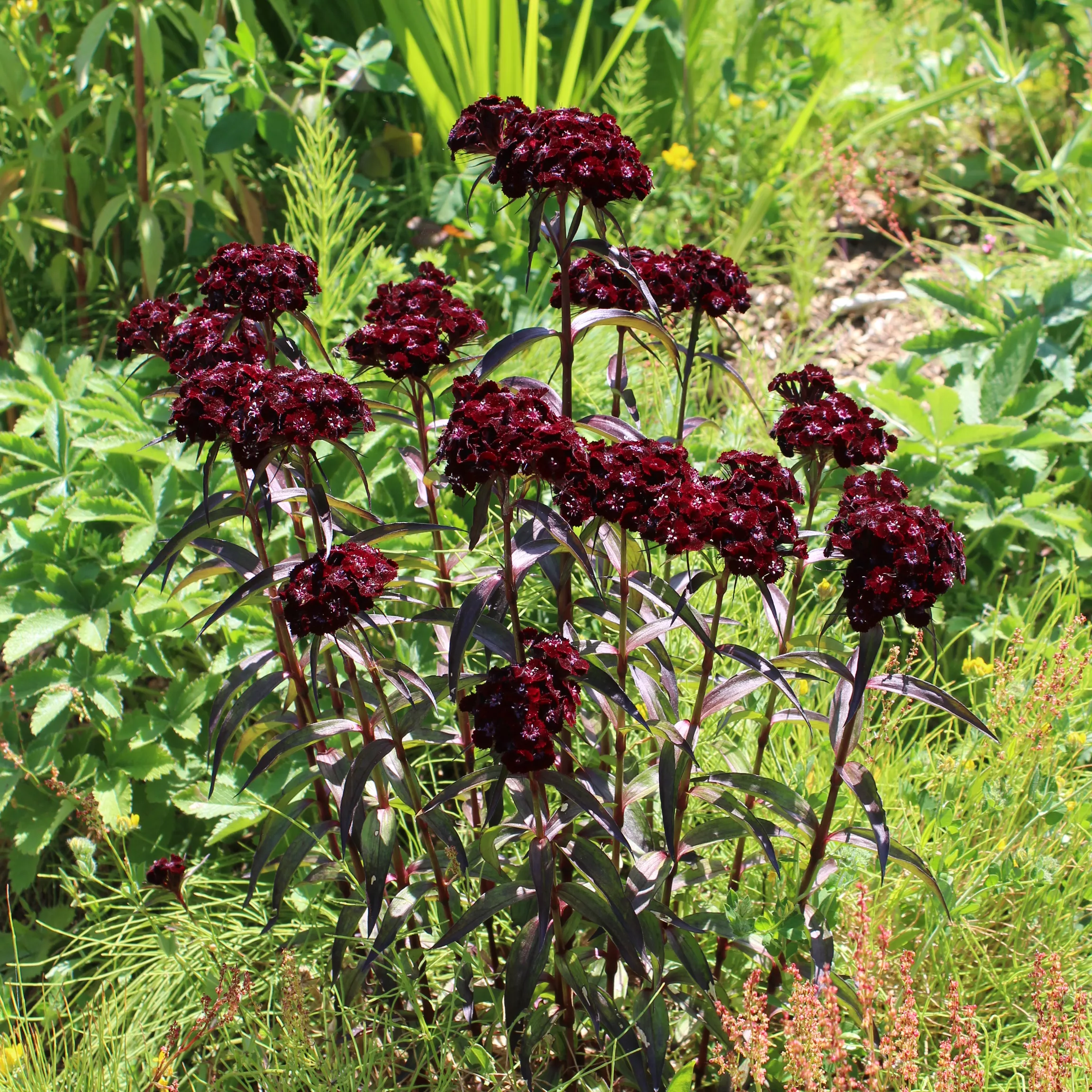 Sweet William, Black ‘Sooty’