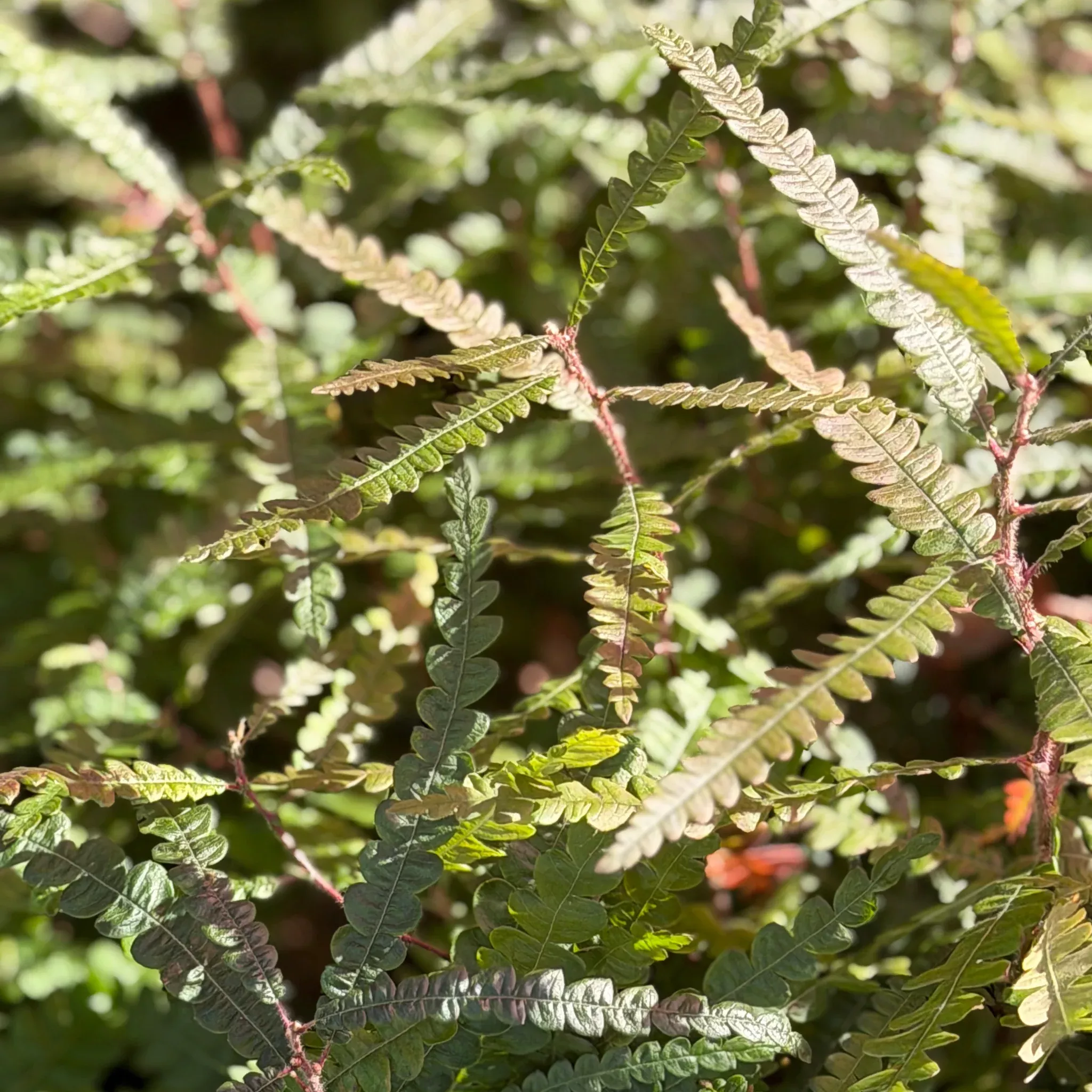 Sweetfern