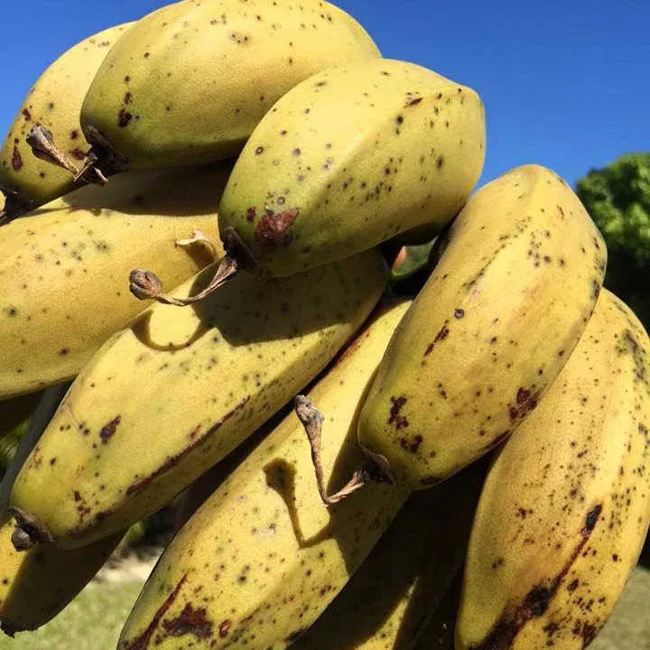 Sweetheart Banana *Pre-Order*