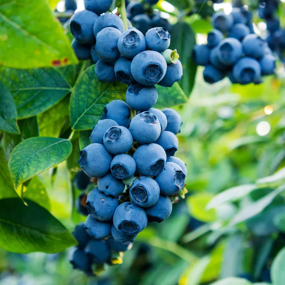 Sweetheart Blueberry Bush
