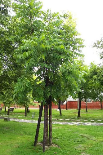 Swietenia macrophylla