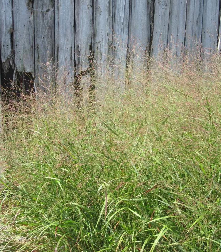 Switch Grass