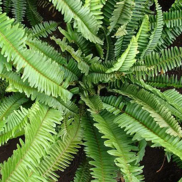 Sword Fern